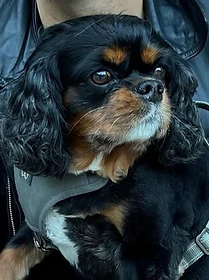Reference photo of Mango