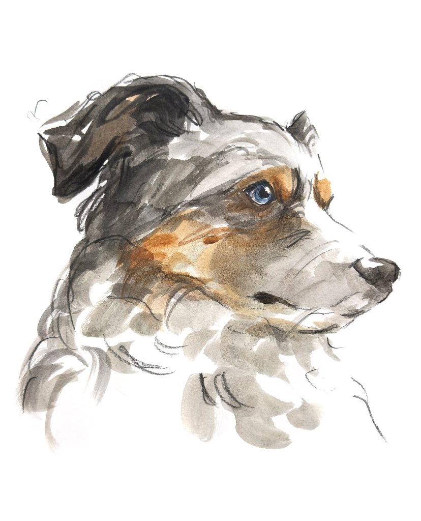 Custom hand drawn pet portrait of Shiner by Ruben Baghdasaryan