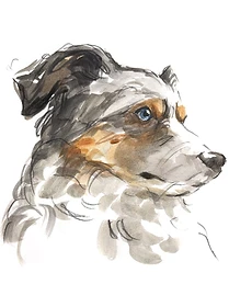 Custom hand drawn pet portrait of Shiner by Ruben Baghdasaryan