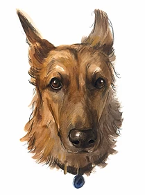 Custom hand drawn pet portrait of Gia by Ruben Baghdasaryan