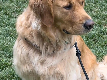 How to Choose the Perfect Photo for Your Custom Pet Portrait