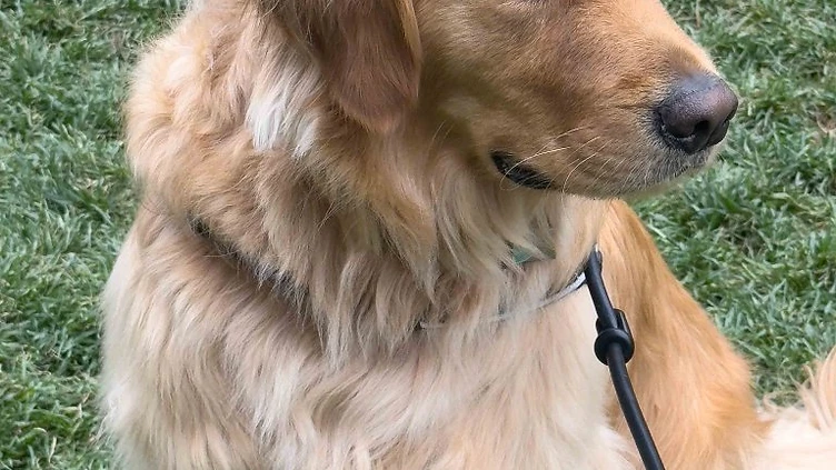 How to Choose the Perfect Photo for Your Custom Pet Portrait