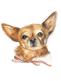 Custom hand drawn pet portrait of Duddy Doo by Ruben Baghdasaryan