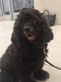 Reference photo of Millie
