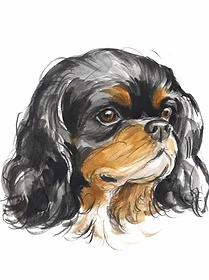 Custom hand drawn pet portrait of Mango by Ruben Baghdasaryan