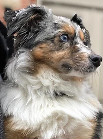 Reference photo of Shiner