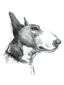 Custom hand drawn pet portrait of Neville by Ruben Baghdasaryan