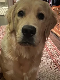 Reference photo of Tapper