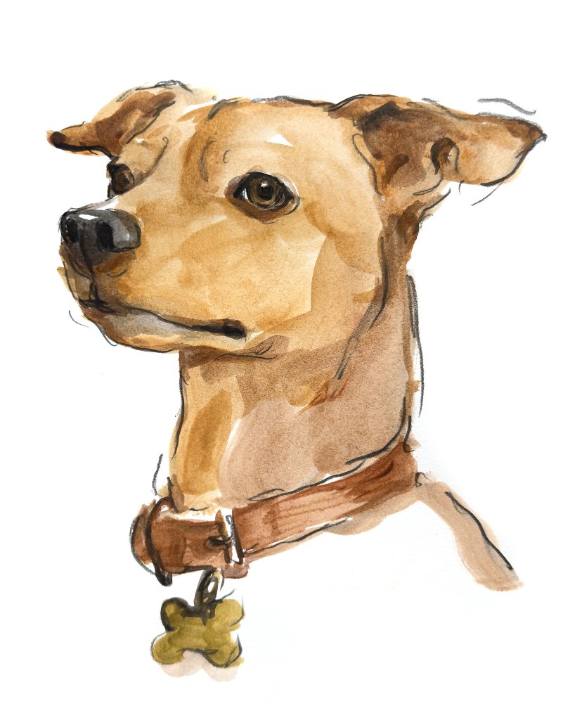 Custom hand drawn pet portrait of Lucius by Ruben Baghdasaryan