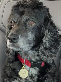 Reference photo of Hailey