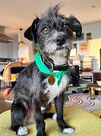 Reference photo of Franky