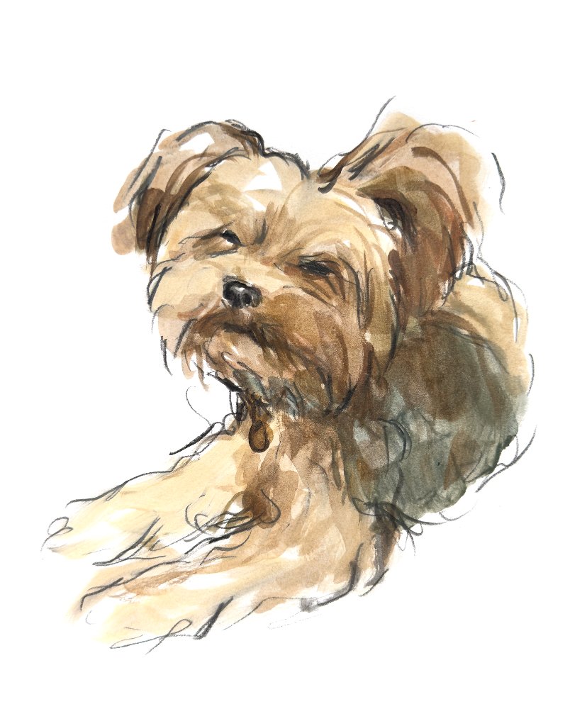 Custom hand drawn pet portrait of Chuto by Ruben Baghdasaryan