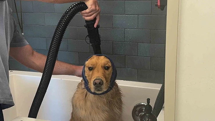 How to Keep Your Dog Calm During Grooming