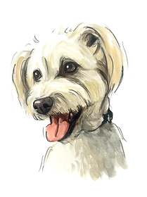 Custom hand drawn pet portrait of Sapphire by Ruben Baghdasaryan