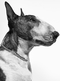 Reference photo of Neville