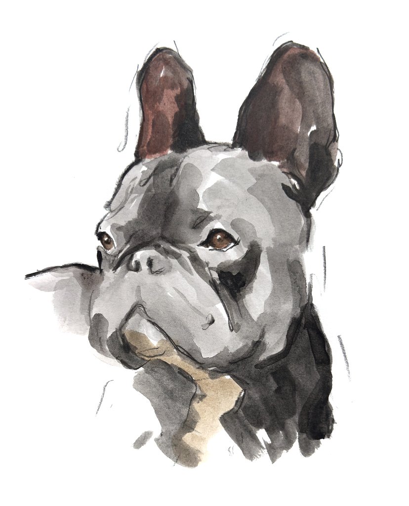 Custom hand drawn pet portrait of Gustavo by Ruben Baghdasaryan
