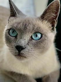Reference photo of Noor