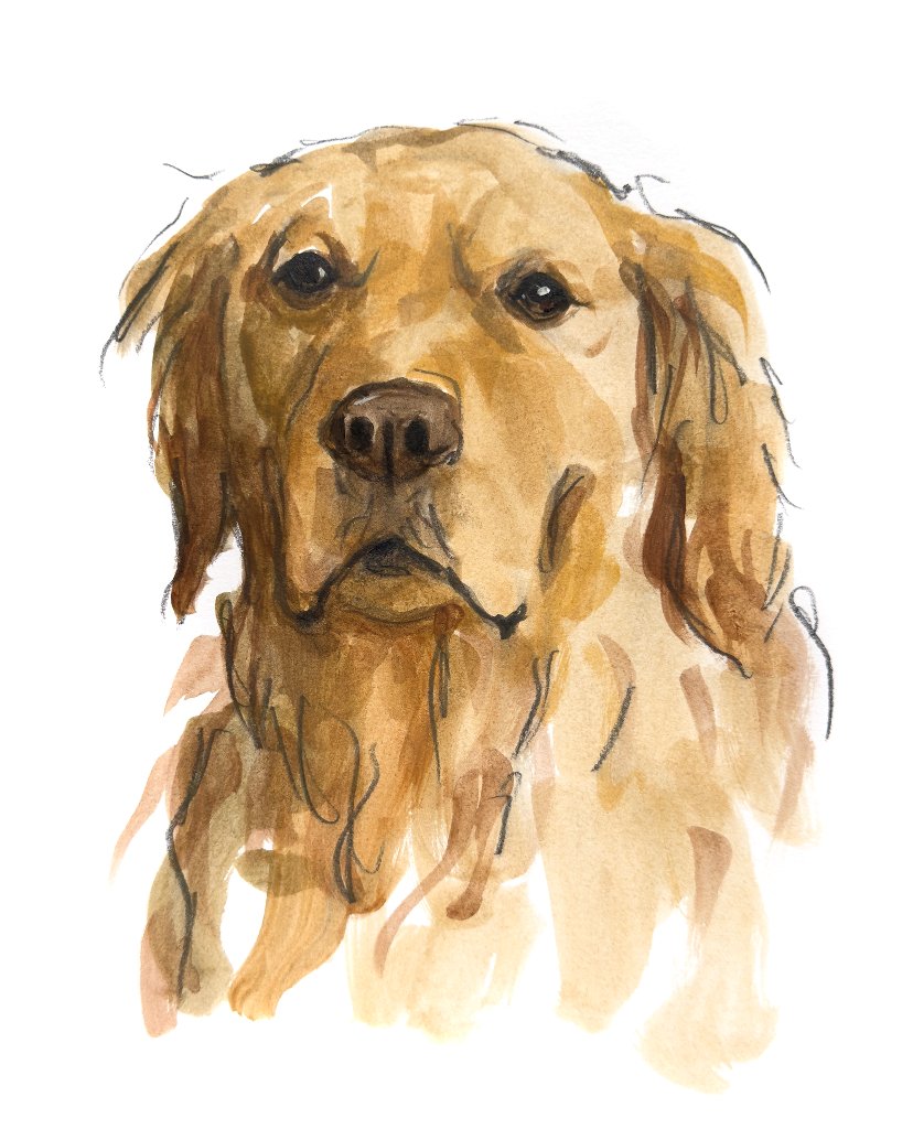 Custom hand drawn pet portrait of Lukas by Ruben Baghdasaryan