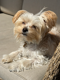 Reference photo of Chuto