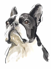 Custom hand drawn pet portrait of Moses by Ruben Baghdasaryan