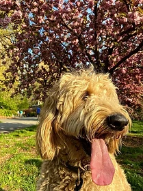 Reference photo of Louie