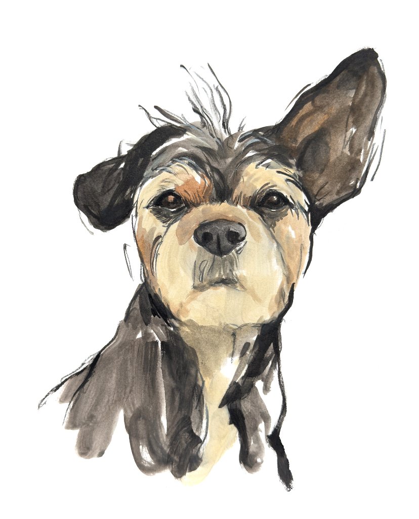 Custom hand drawn pet portrait of Avery by Ruben Baghdasaryan