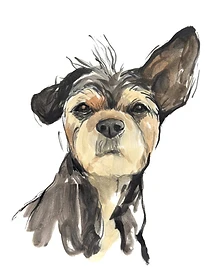Custom hand drawn pet portrait of Avery by Ruben Baghdasaryan