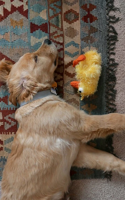 A person cradling a sleeping golden retriever puppy