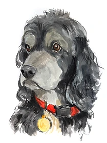 Custom hand drawn pet portrait of Hailey by Ruben Baghdasaryan