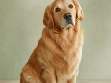 Ritratto studio di un Golden Retriever su sfondo verde salvia