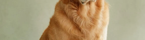 Ritratto studio di un Golden Retriever su sfondo verde salvia
