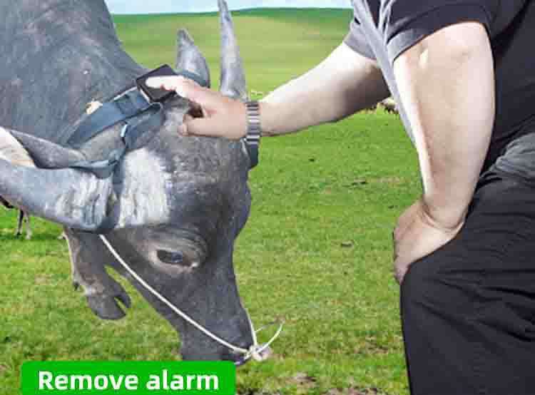 Farm 4