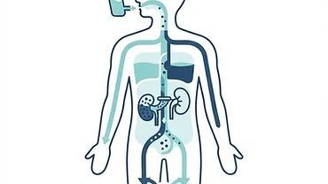 Simple diagram showing how growth hormone affects sodium and fluid balance