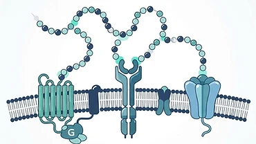 Simple diagram showing Melanotan II acting on multiple receptor types