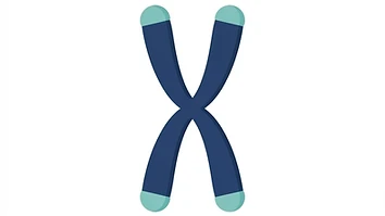 Simple diagram showing telomere caps at the ends of a chromosome