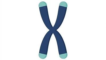 Simple diagram showing telomere caps at the ends of a chromosome