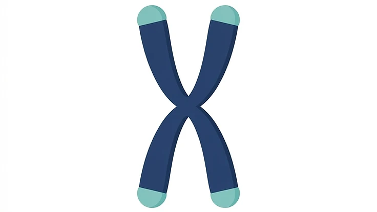 Simple diagram showing telomere caps at the ends of a chromosome