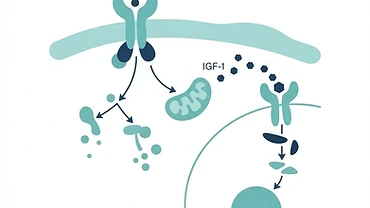 Simple diagram showing the growth hormone and IGF-1 pathway in the body