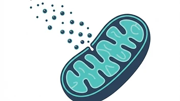 Simple diagram showing MOTS-c originating from mitochondrial DNA
