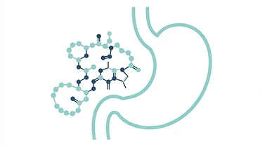 Simple diagram showing where BPC-157 was first found in the body