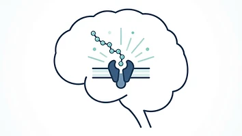 Simple diagram showing PT-141 acting on brain receptors rather than blood flow