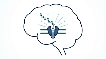 Simple diagram showing PT-141 acting on brain receptors rather than blood flow