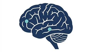 Simple diagram showing Semax and Selank acting on different brain pathways