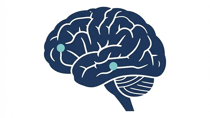 Simple diagram showing Semax and Selank acting on different brain pathways