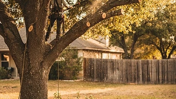 A large mature live oak being trimmed with a pole saw in a Central Texas yard