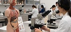 Anatomy Model Set — Anatomical models and teaching microscopes in a medical education laboratory