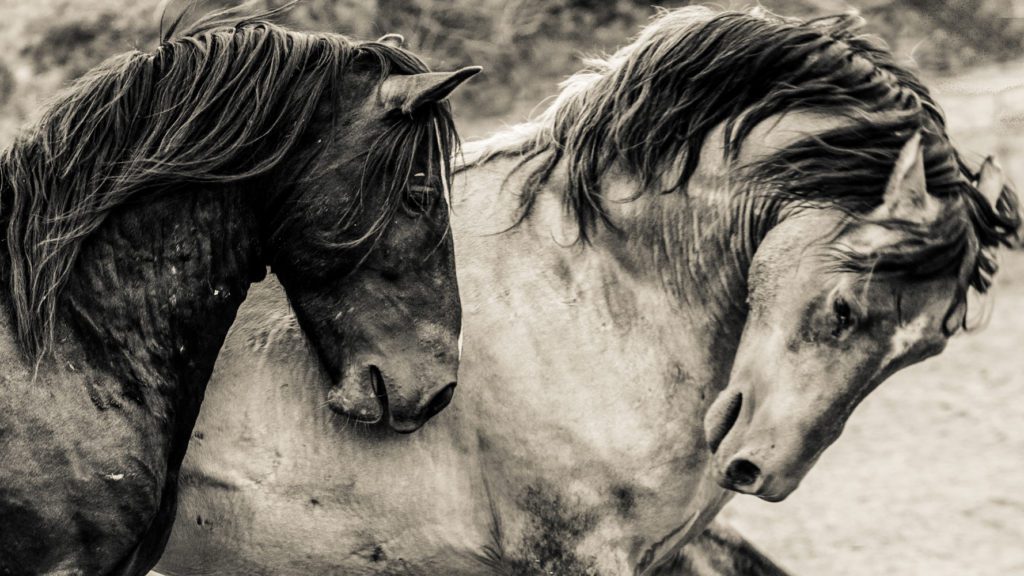 Two wild brumbies standing close together, dark and light coated, long wind-swept manes, in soft sepia tones