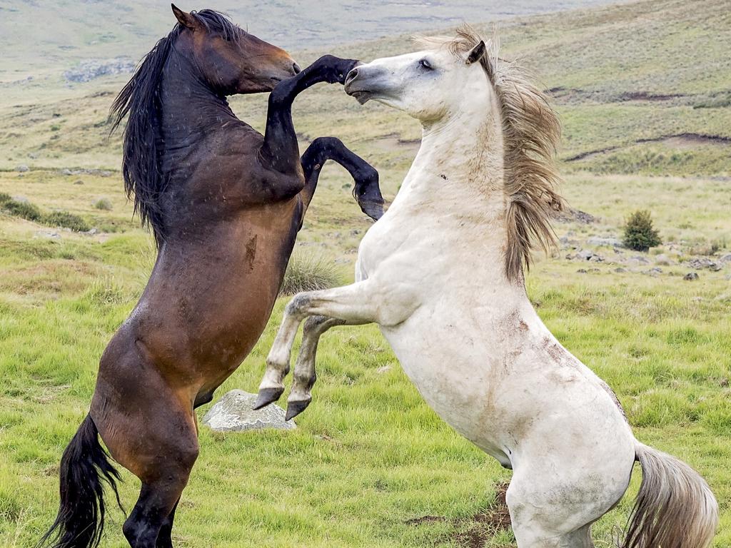 A dark brown horse and a white grey horse rearing up and sparring together in a grassy open field