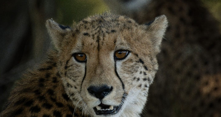 Wildlife & Animal Encounters