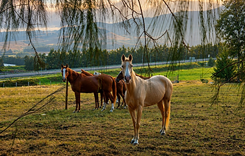 Horse Riding